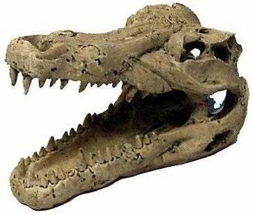 Trixie Décoration crâne de crocodile 14cm